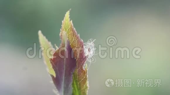 芽的白色玫瑰特写从上面模糊的背景。 昆虫在花叶上奔跑