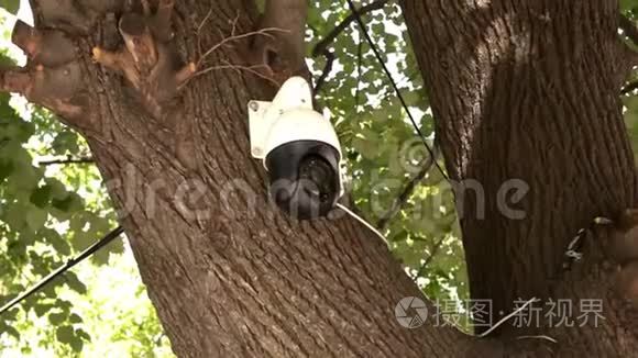 监控摄像头安装在树上视频