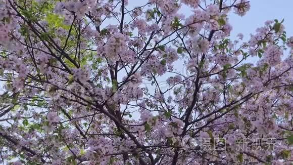 樱花在蓝天映衬下的近景视频