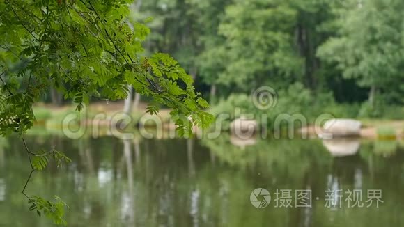 风景秀丽的湖岸前景枝视频