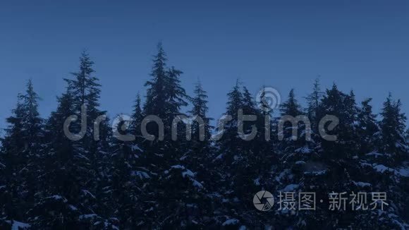 黄昏时树梢上的雪视频