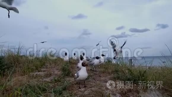 棕色的海鸥攻击和吃零食视频