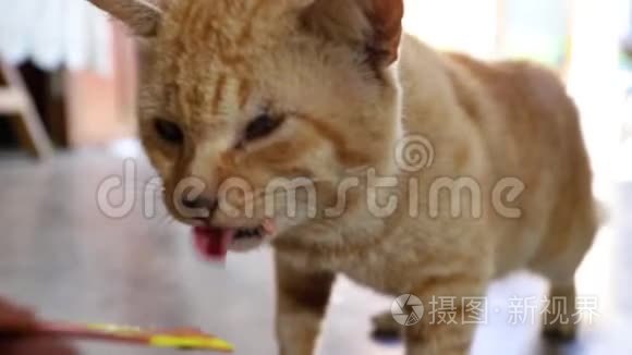 吃零食的猫