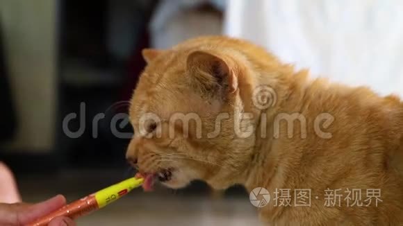 吃零食的猫