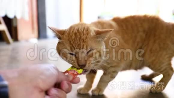 吃零食的猫