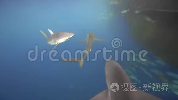 一群丝滑的鲨鱼靠近船视频
