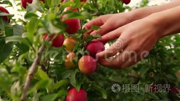 年轻女子采摘水果，采摘成熟的红梅