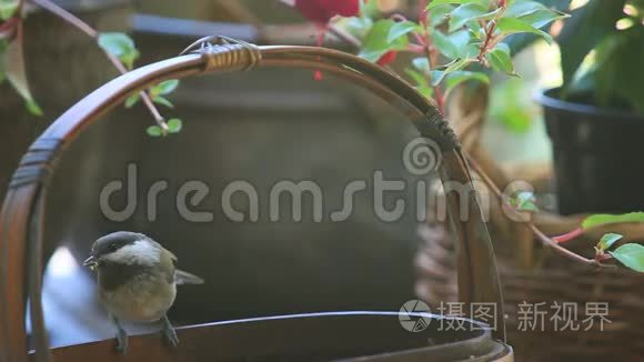 小鸡在给菜篮子时争吵视频