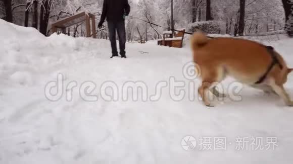 开朗的狗，玩得开心，在男人身边跑来跑去。 下雪了。 冬天。 Shiba Inu