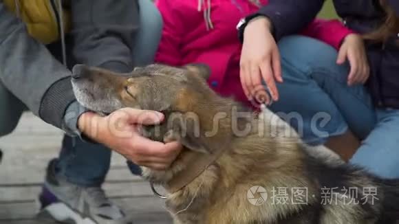 把家养宠物狗关在码头