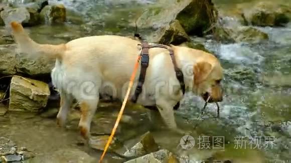 拉布拉多狗在河里玩耍