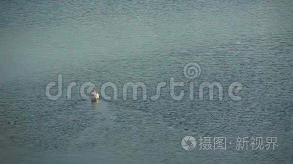 美丽精致的白天鹅漂浮在湖面上视频