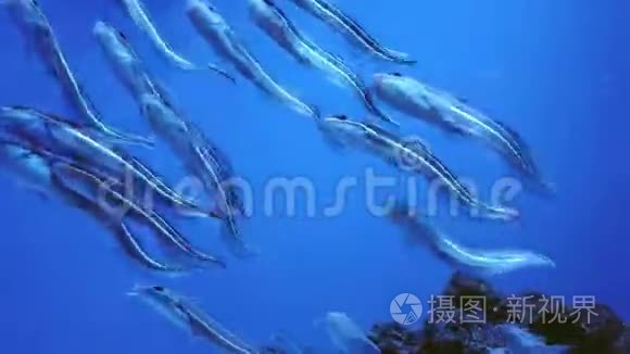 鲶鱼捕捞水下海洋生物视频