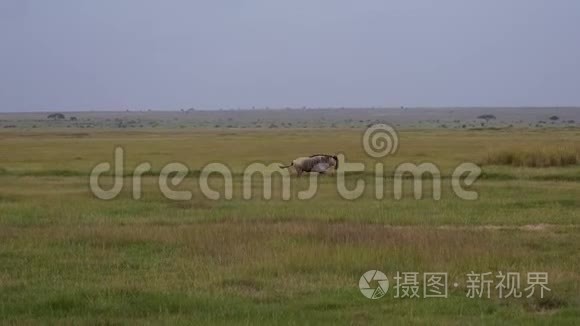 野生动物在牧场上快速奔跑视频