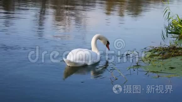 白天鹅吃水生植物视频