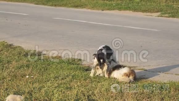 两只流浪狗在柏油路旁的草地上玩耍