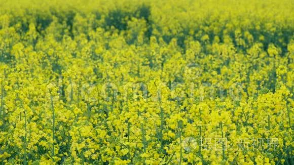 五彩缤纷的油菜花田野