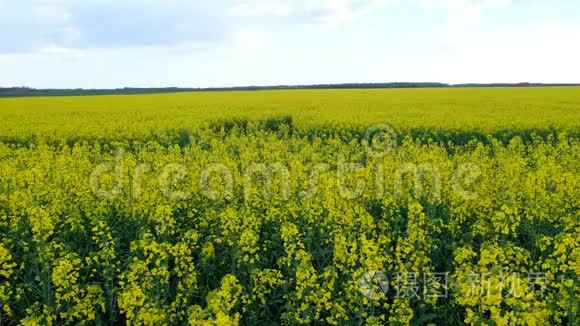 五彩缤纷的油菜花田野