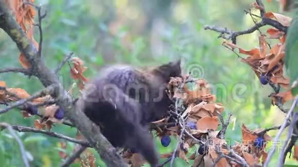 小黑猫爬上李子树视频