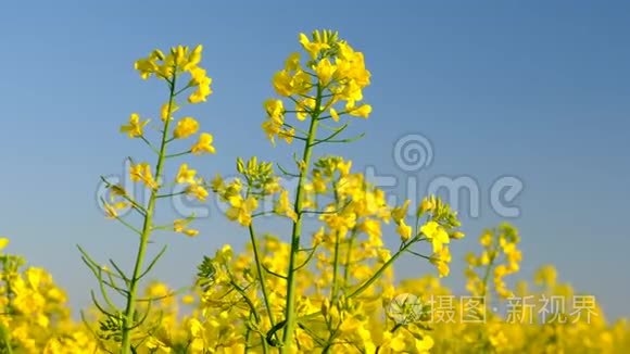 五彩缤纷的油菜花田野视频