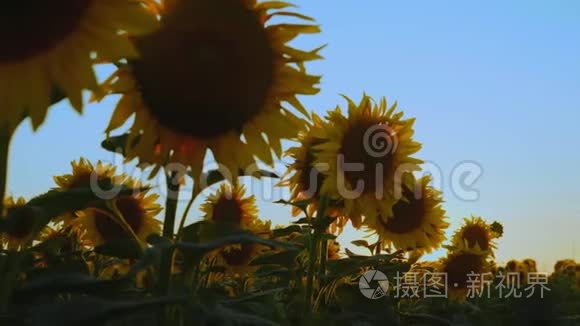 夕阳余晖下田野上的向日葵视频