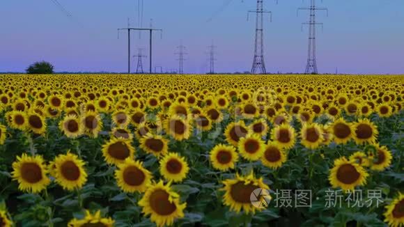 日落日高电压支持背景下向日葵的视野