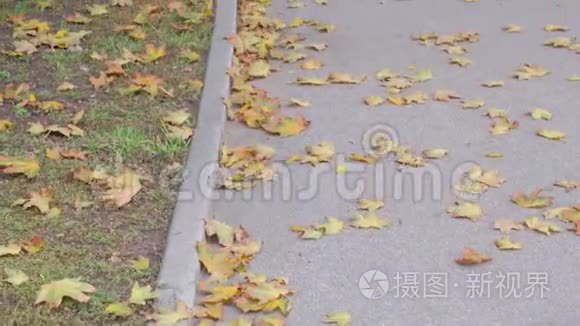 秋天阴天，城市公园的人行道上落下的黄色枫叶