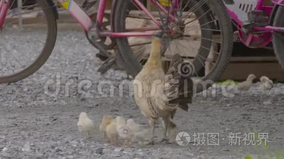 一家鸡在地上游荡视频