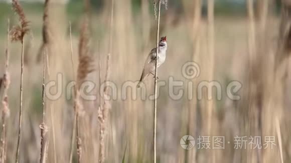 欧亚芦苇莺在春天的灌丛中歌唱视频