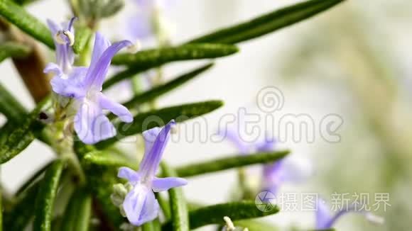 迷迭香药用植物和花卉香料视频