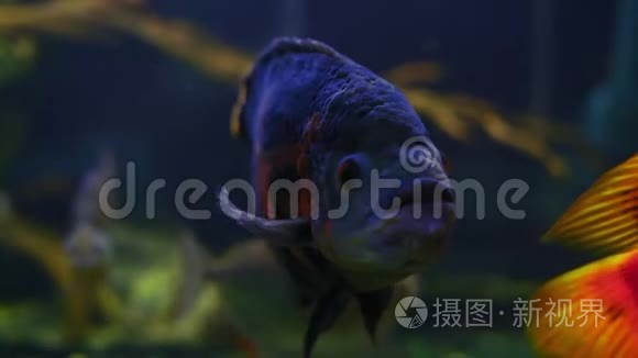 天象与其他外来鱼在水族馆游泳视频