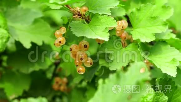 在露天种植有用浆果的灌木枝上的浆果白色醋栗