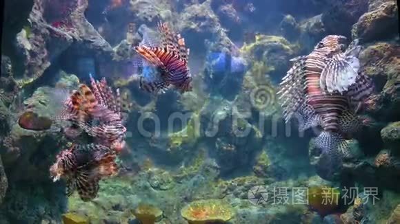 海里的珊瑚里游泳视频