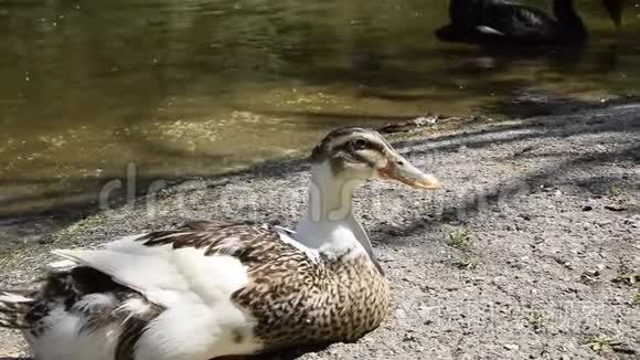 安静的鸭子靠近水体视频