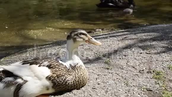 安静的鸭子靠近水体视频