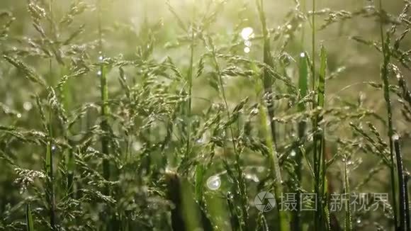 露水滴在晨草上视频