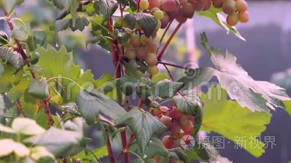 葡萄挂在灌木丛上成熟视频