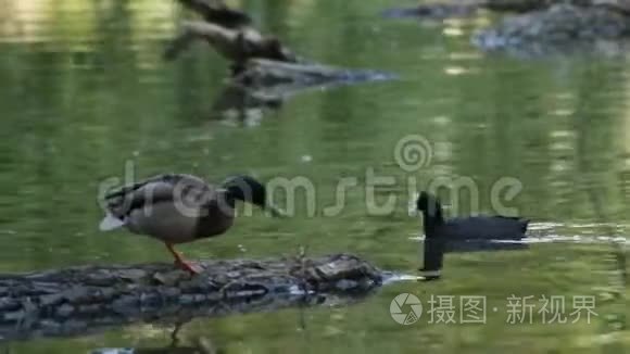 鸭子坐在原木上