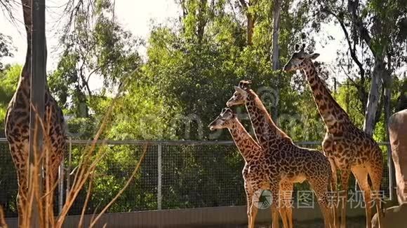 长颈鹿一家带着小动物站在他们的围栏里观看。