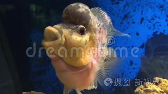 生活在水族馆002