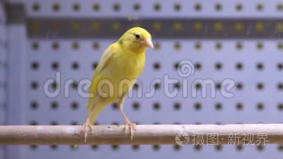 鸟笼里的鹦鹉坐在棍子上视频