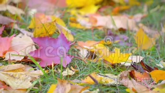 秋天：黄色和红色的叶子躺在草地上