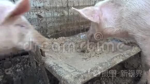 三只猪在吃视频