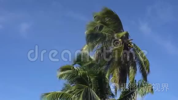 顶天立海的棕榈树视频