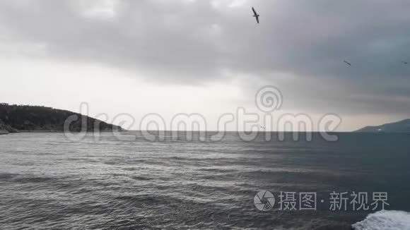 海鸥在公海上飞过游船视频