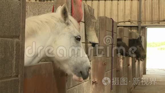 马从马厩里伸出头来视频