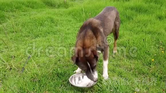 一只狗从金属碗里吃米饭视频