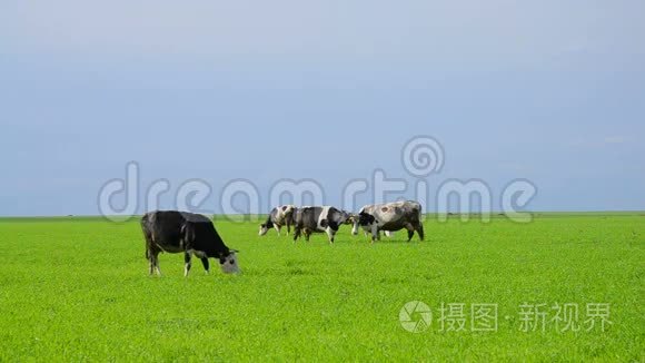 奶牛在草地上