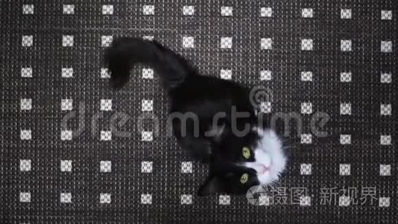 一只黑白猫跳进镜头里做玩具视频