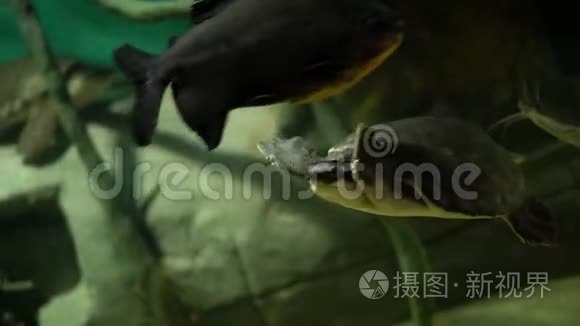 在大水族馆里游泳乌龟视频